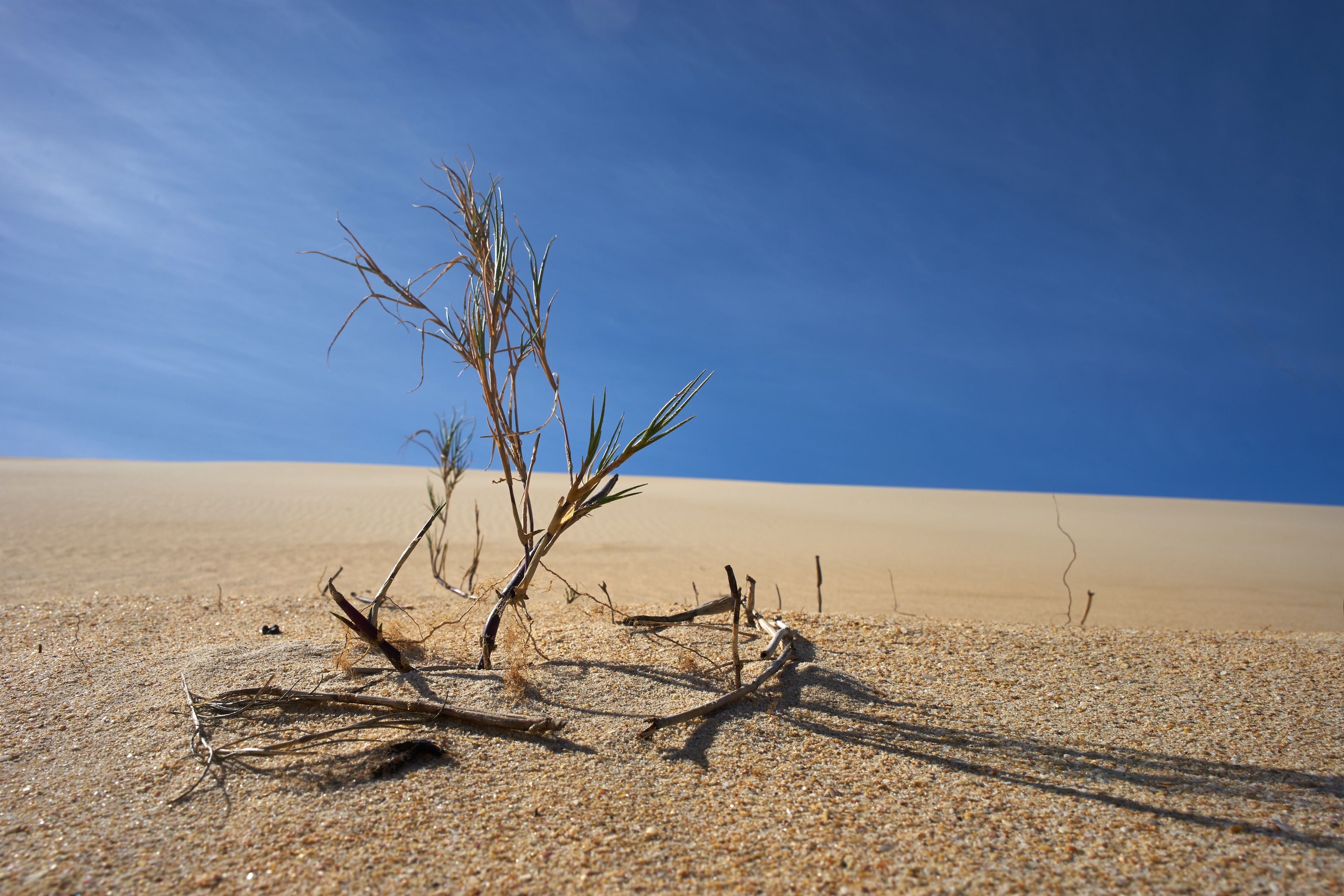 dry desert - what does dehydration do to your body?