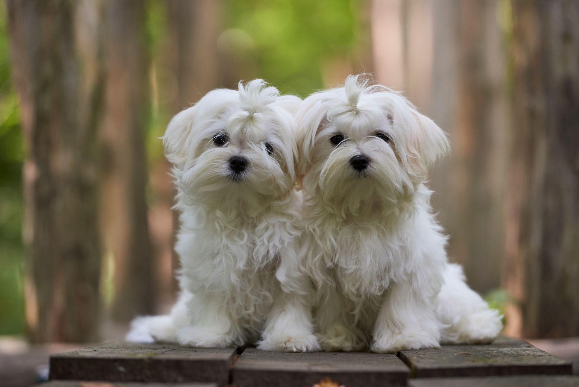 Two Maltese puppies