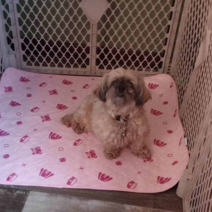 A small dog sitting on a pink reusable potty pad