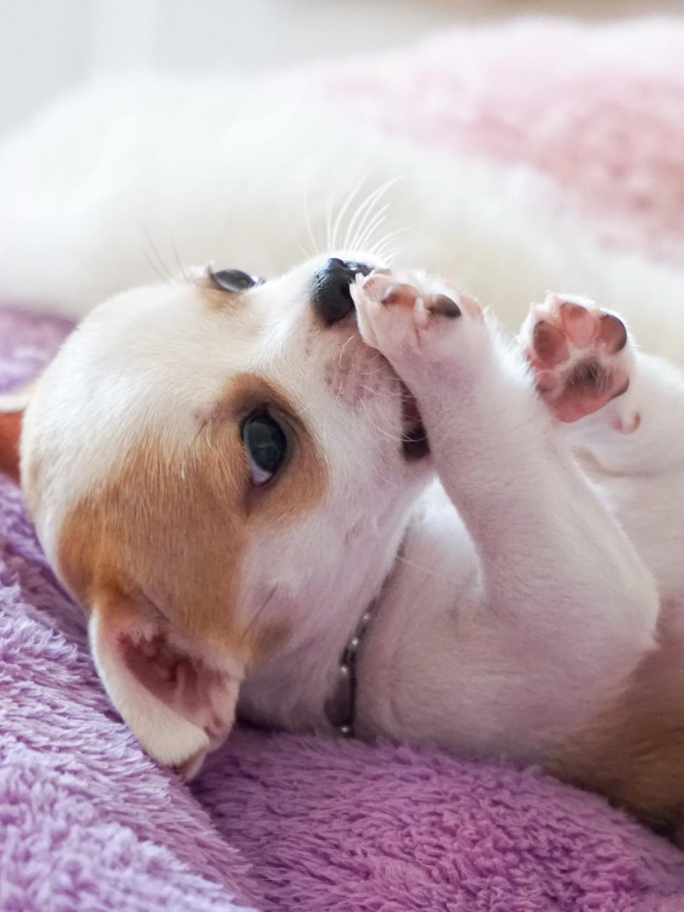 Puppy small chihuahua white brown sleep lying in pad