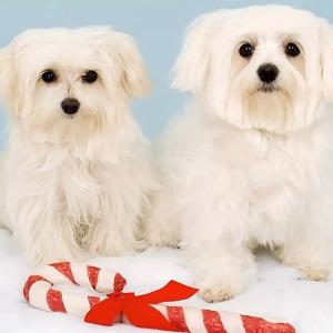 Can Dogs Eat Cheese?