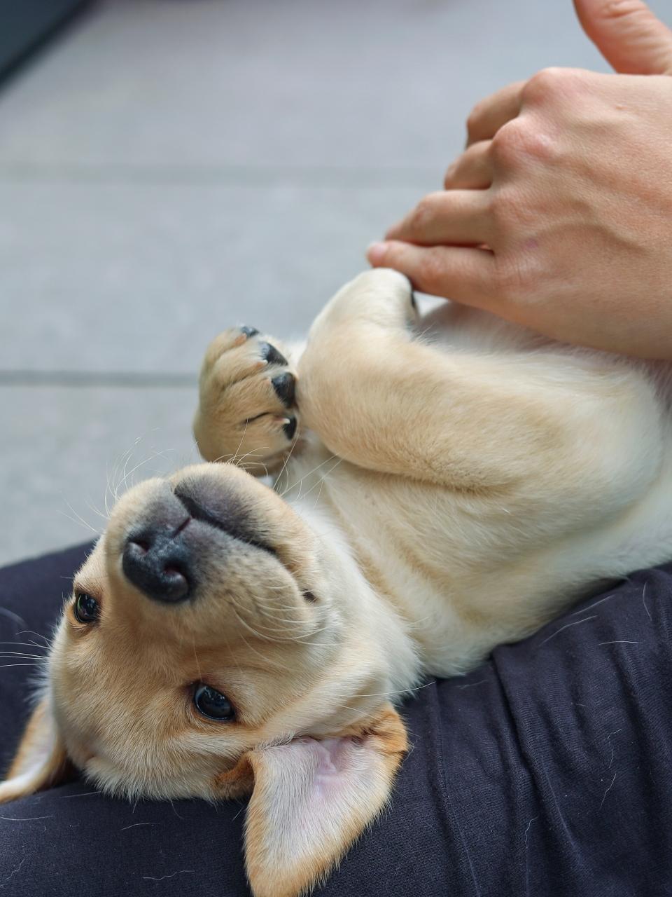 A blonde Labrador puppy is lying on its back and getting a belly rub.
