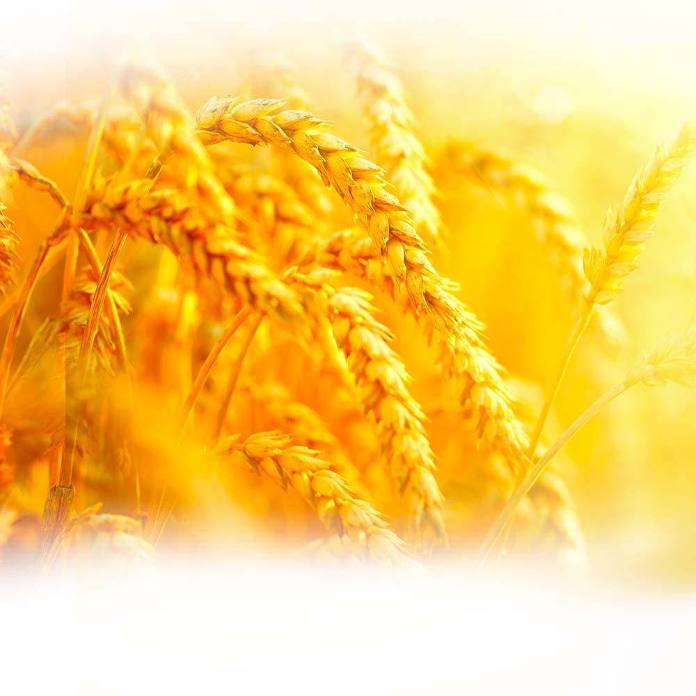 Phyto-ceramides- Gluten-Free Plant-Based Ceramides - Mobile