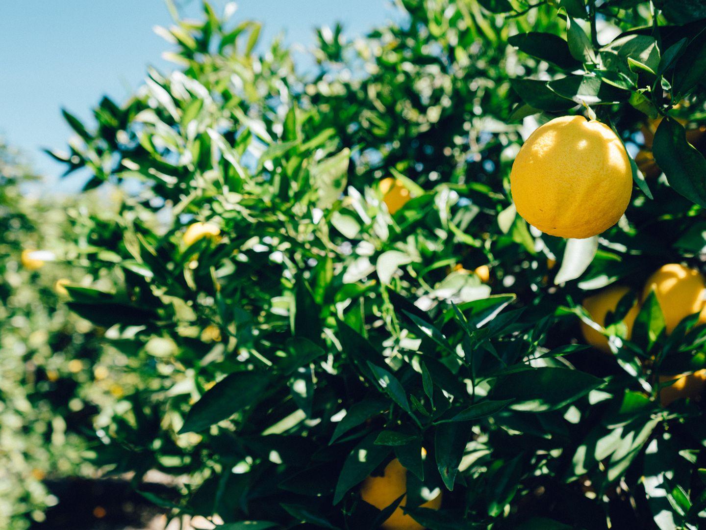 Big_Juicy_Lemons_On_Lemon_Tree_4x3