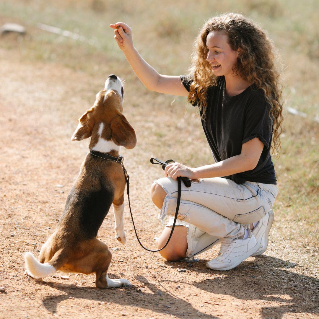 Optimistic young female training dog in nature