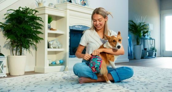 Woman putting reusable dog diaper onto Corgi