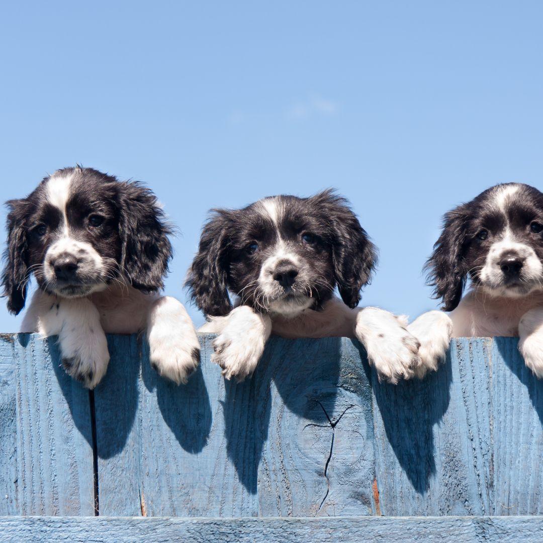 Nosy puppies watching the neighbours