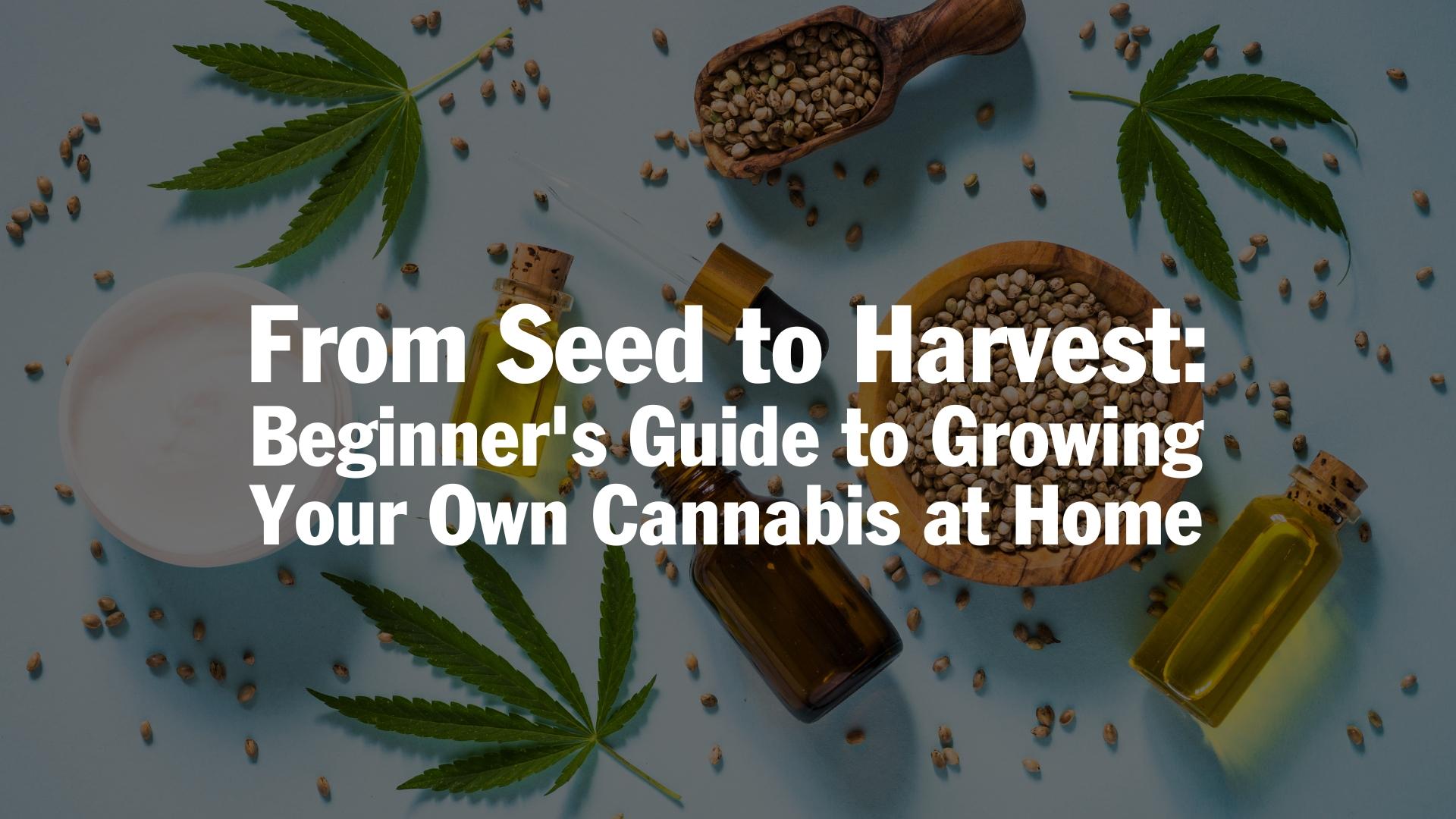 From Seed to Harvest A Beginner's Guide to Growing Your Own Cannabis