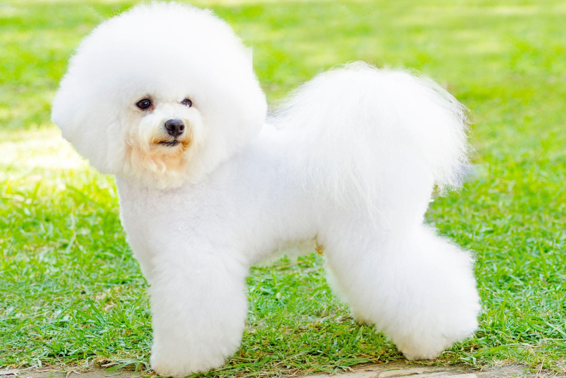 Bichon Frise Puppy walking