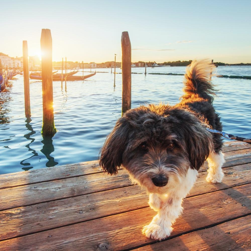 Puppy in Venice gondolas in the background at sunset San Marco, Venice, Italy