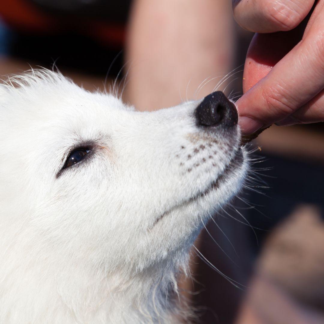 Puppy, white Japanese Spitz