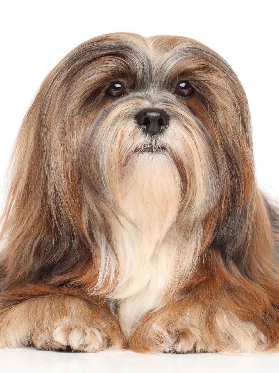 Lhasa Apso Dog