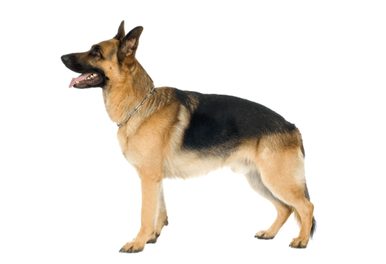 dog t shirt, mma t shirts, german shepherd dog t shirt, I love martial arts t shirts, women t shirt, boxing t shirt, karate t shirts, wrestling t shirt, sparring t shirt, grappling t shirt, funny t shirt