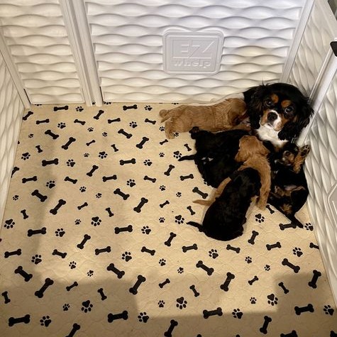 A dog and her new puppies in a whelping box resting on a reusable potty pad