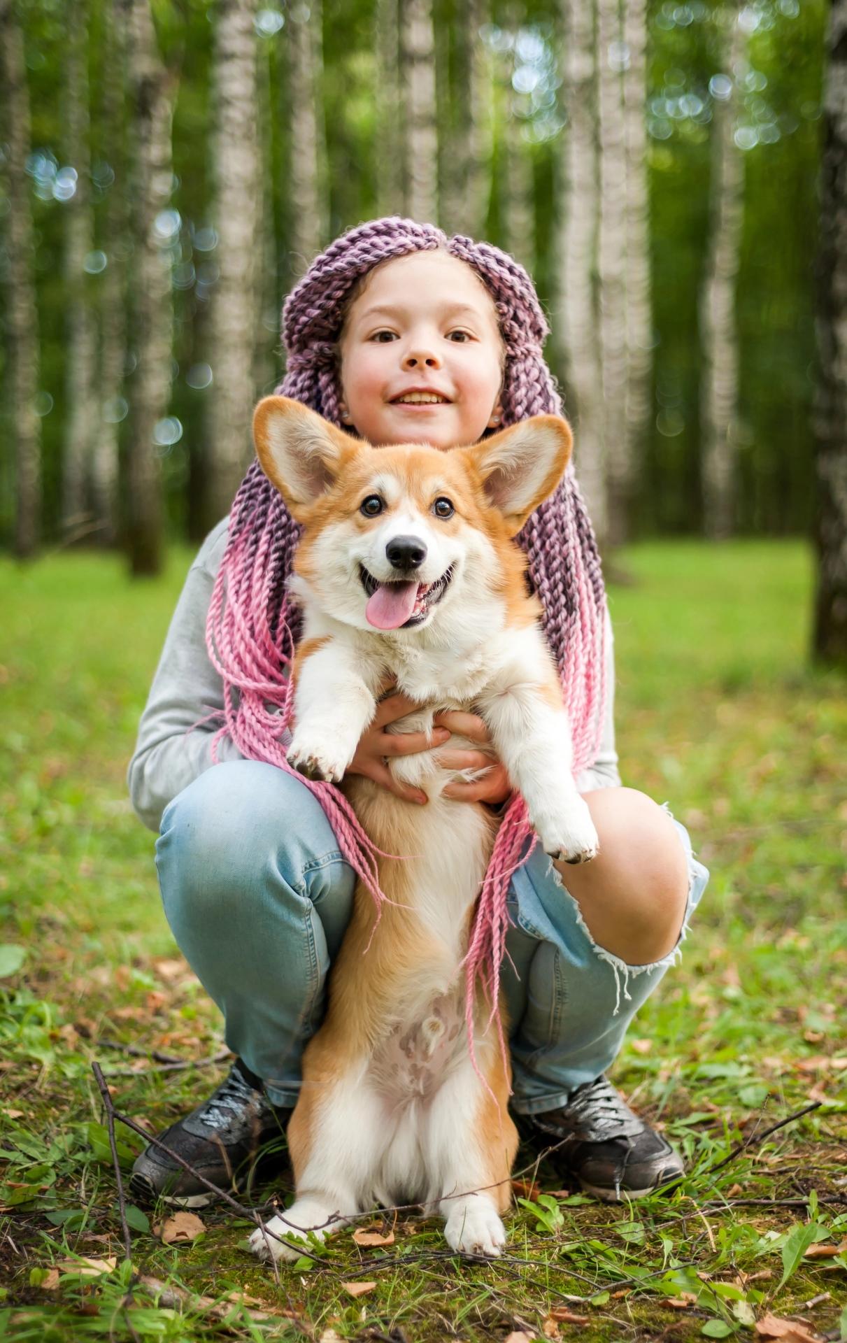 Welsh Corgi