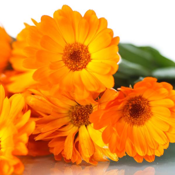 white background. orange Calendula flowers stacked neatly on top of one another.