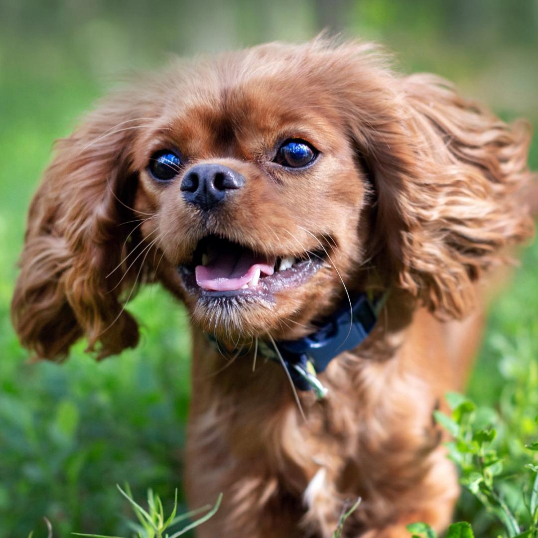 Happy running Cavalier King Charles Spaniel dog
