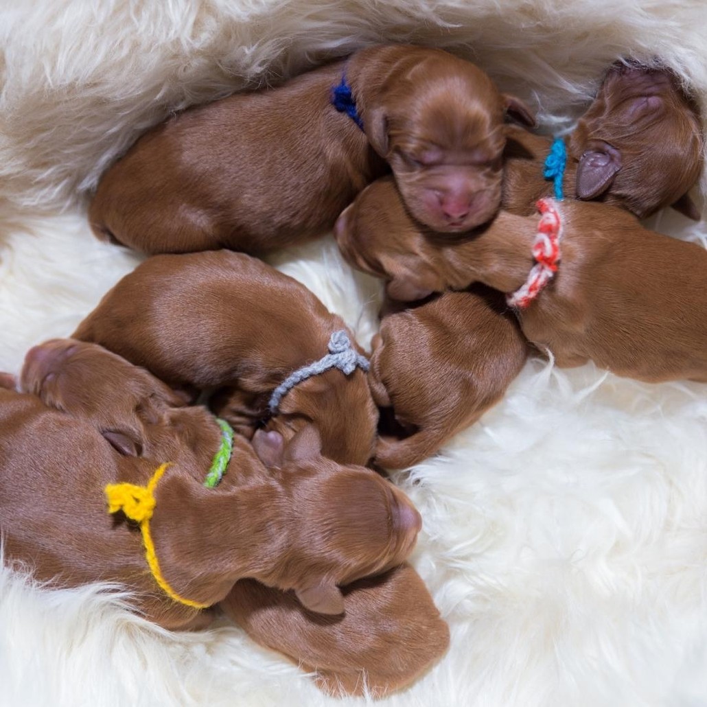 Sleeping brown puppies