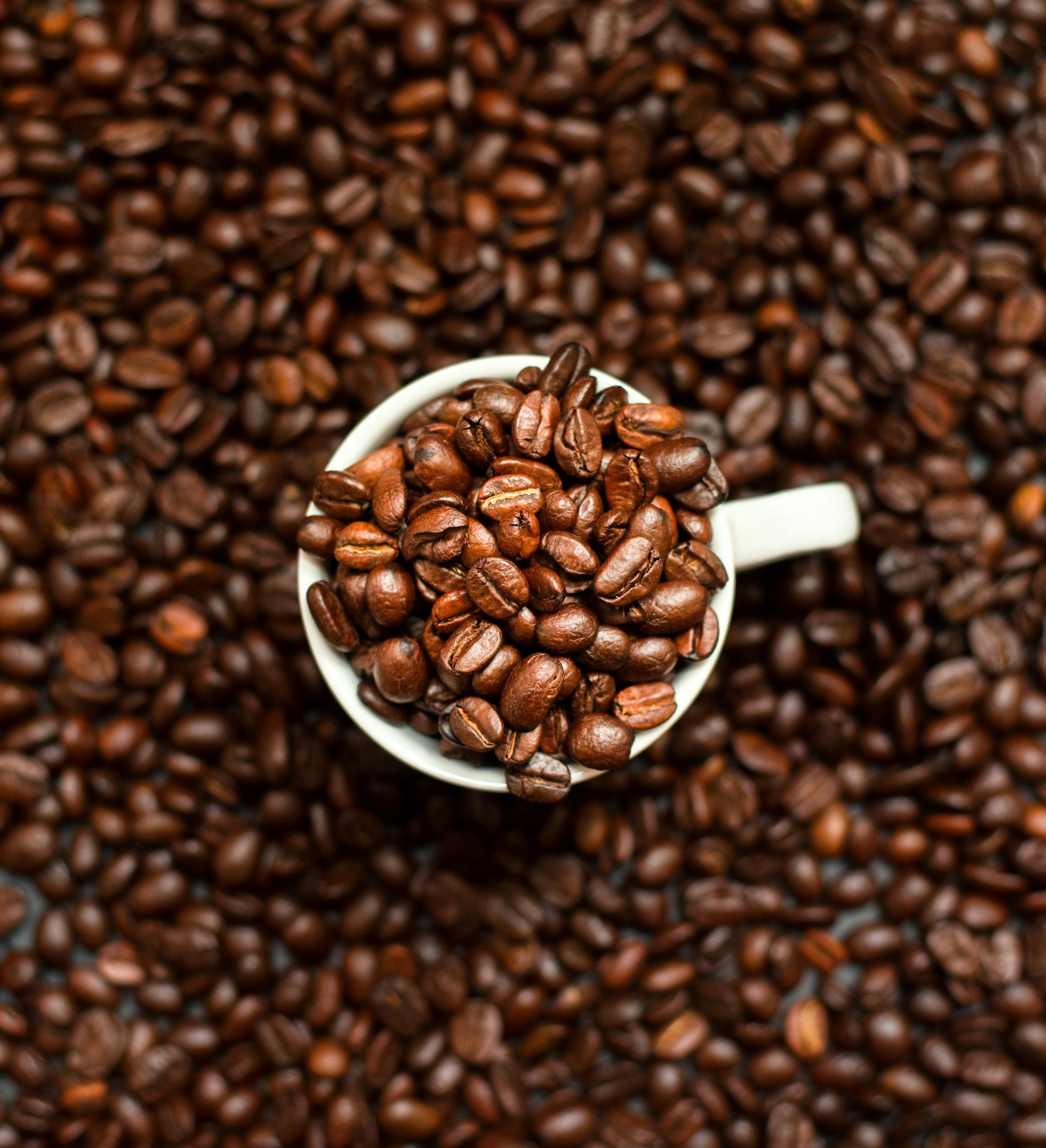 COFFEE PLANTS