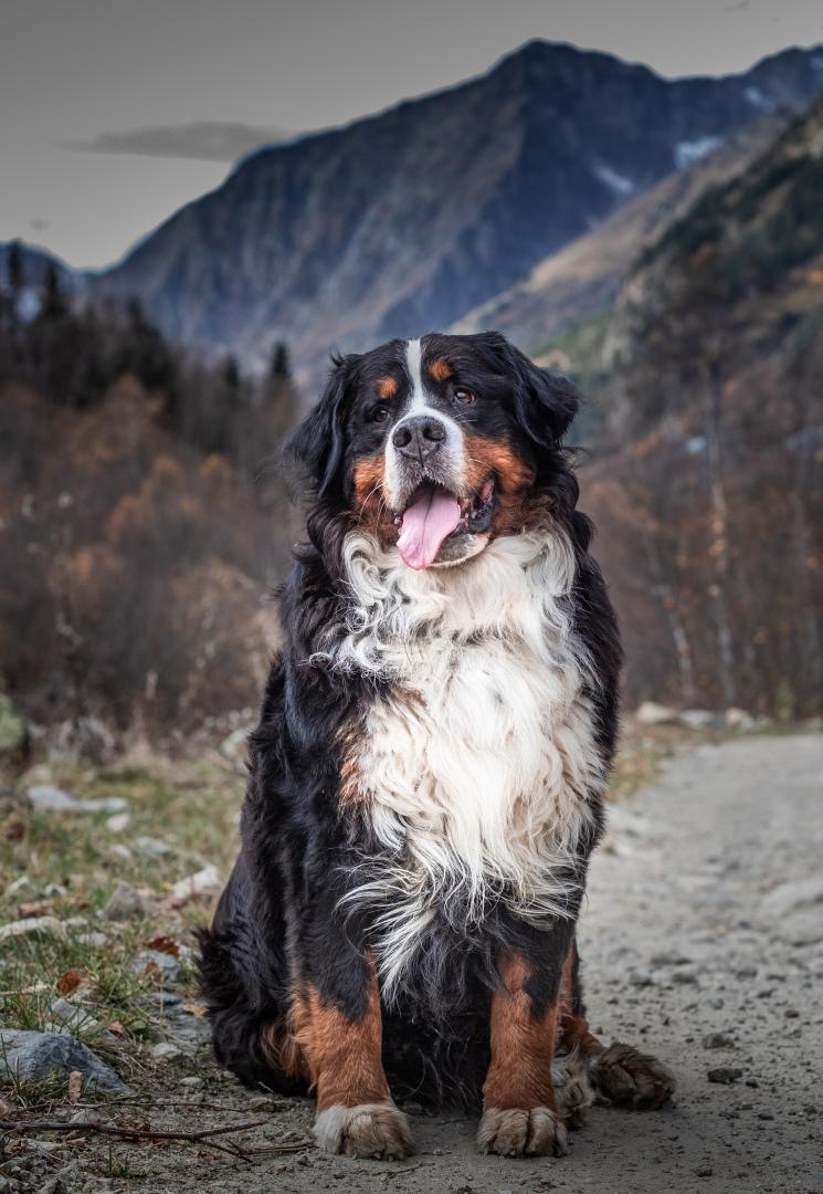 Big beautiful dog Bernese mountain dog breed autumn in the mountains