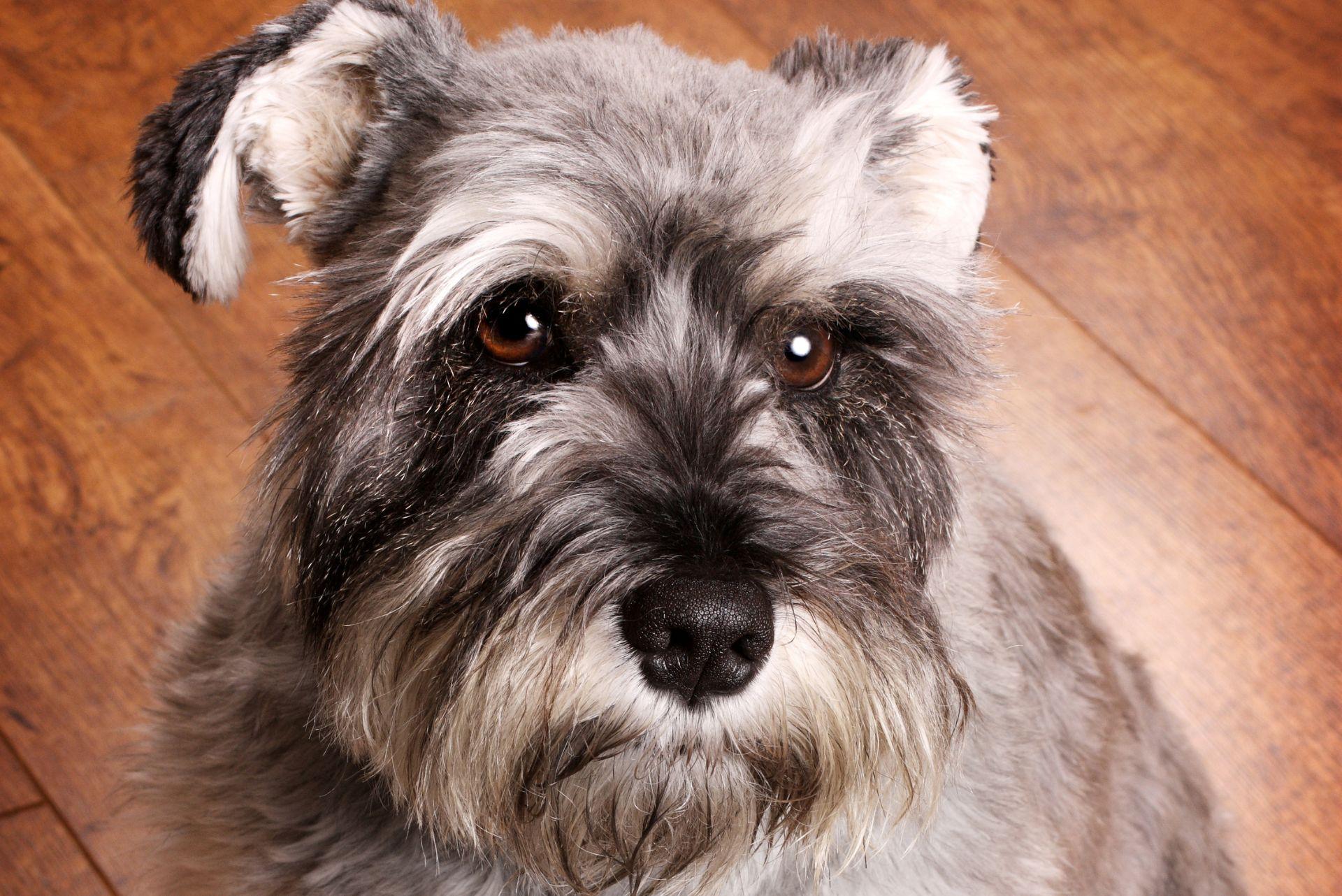 Miniature Schnauzer puppy sitting down