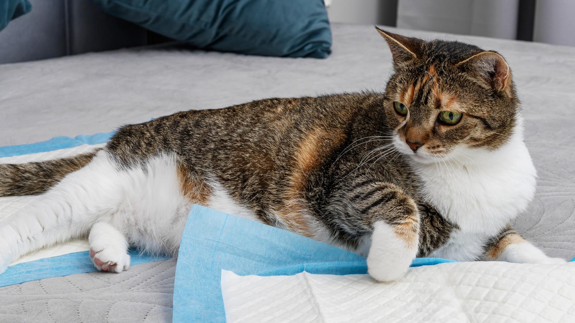 A relaxed tabby-and-white cat lies on a bed, partially on a training pad, looking off to the side.