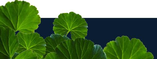 Pelargonium Leaf / Flower Hydrosol