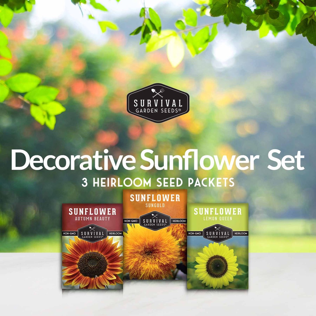 Decorative Sunflowers Seed Collection - 3 varieties
