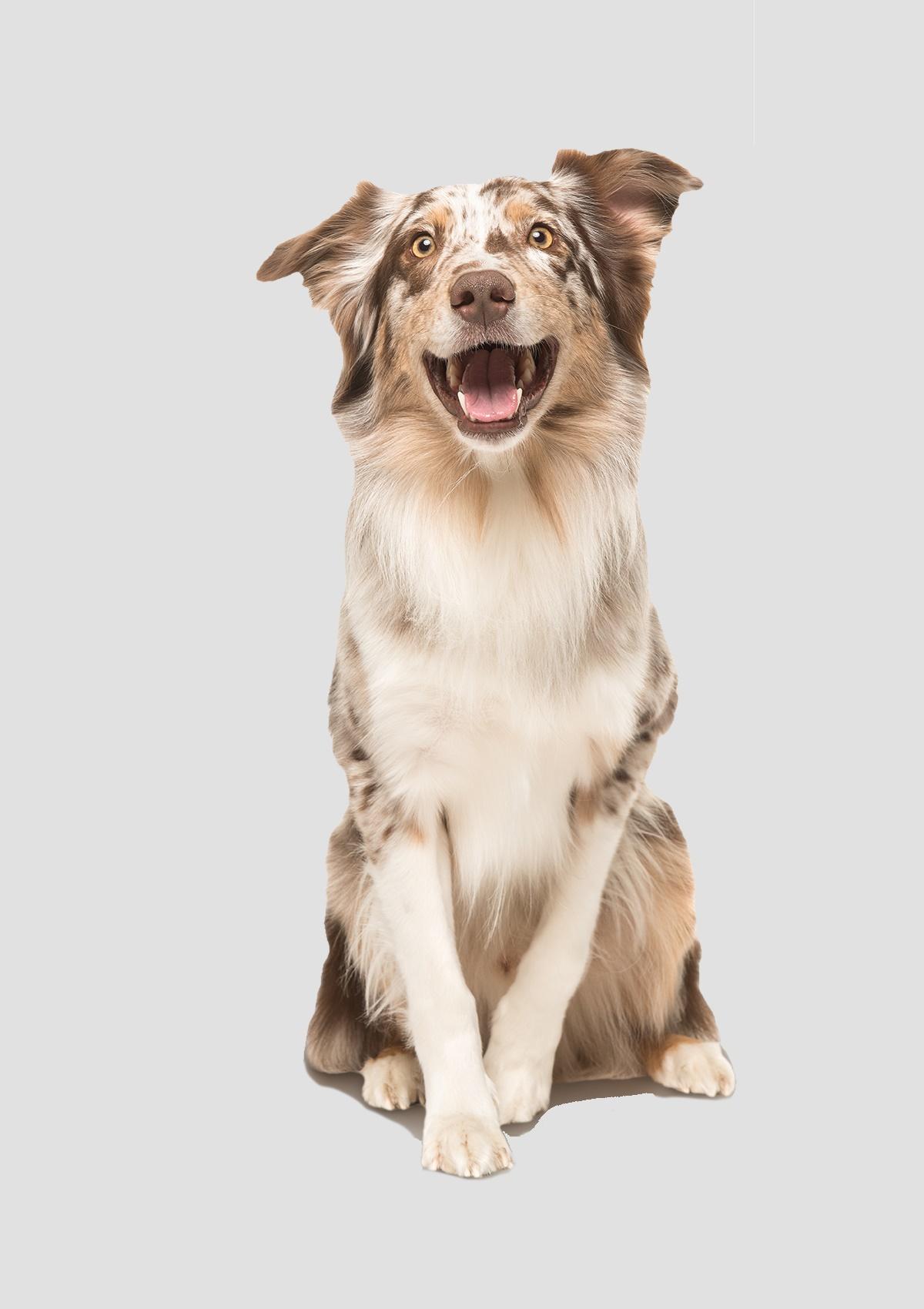 Male Dog - Australian shepherd