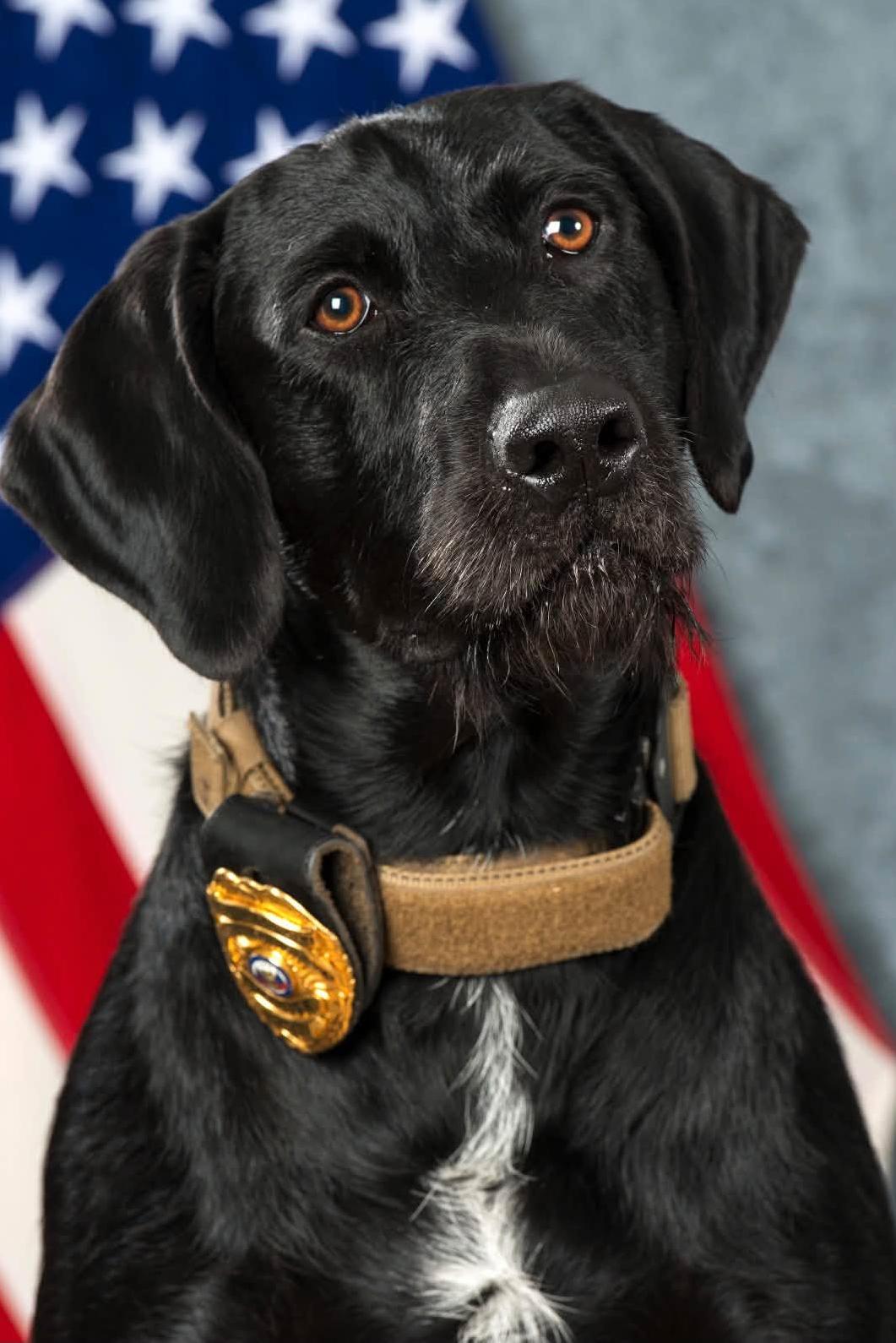 mwd iggy in front of an American flag