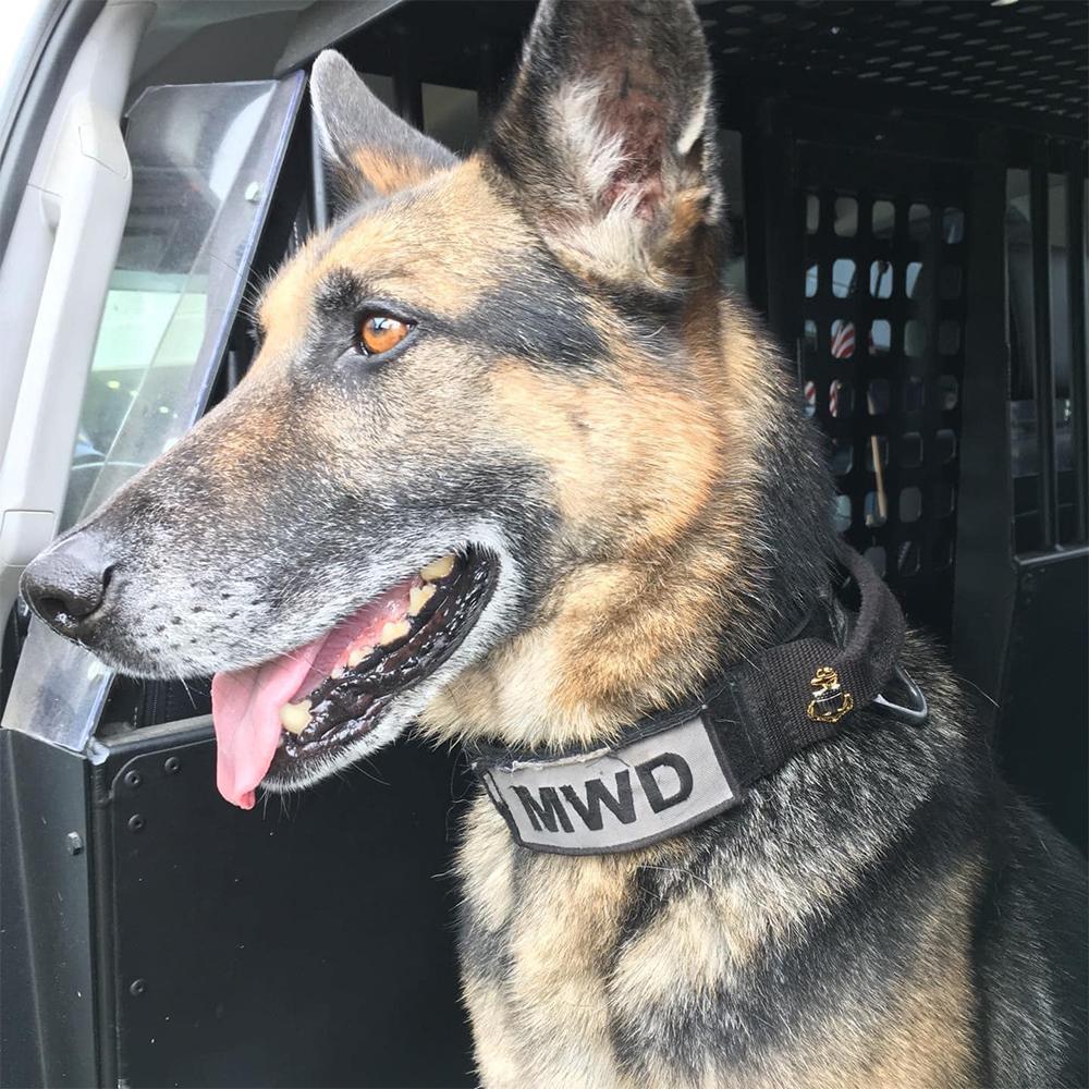 The Story of America's Retired Working Dog Heroes – Project K-9 Hero