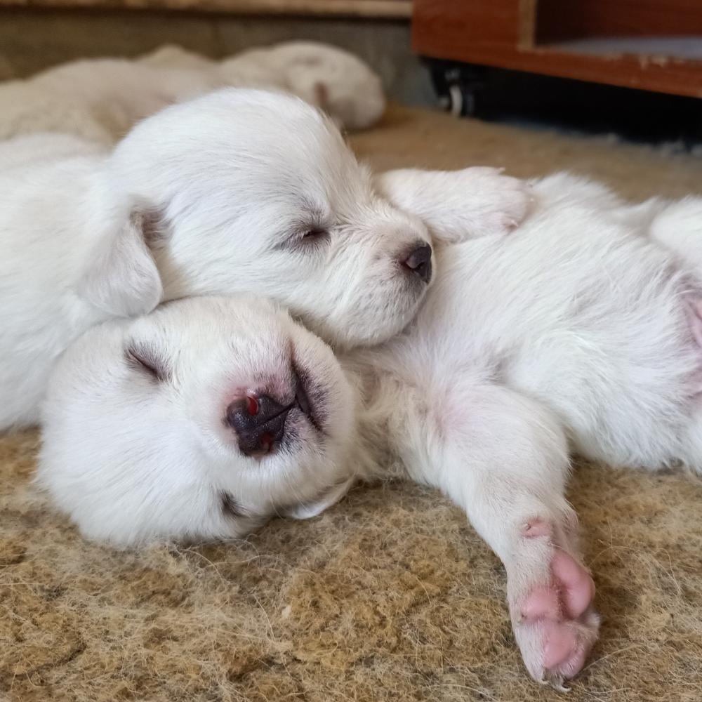 American Eskimo Puppies