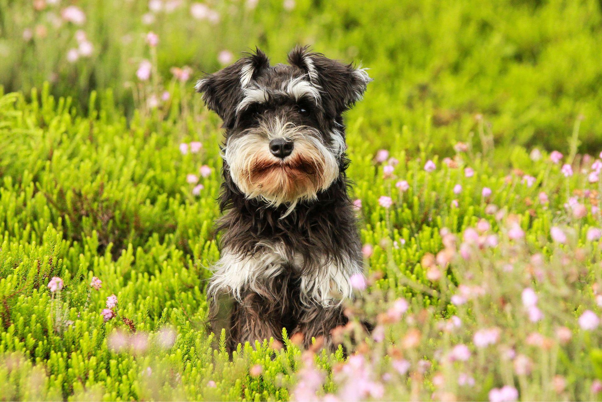 Miniature Schnauzer outdoor photo