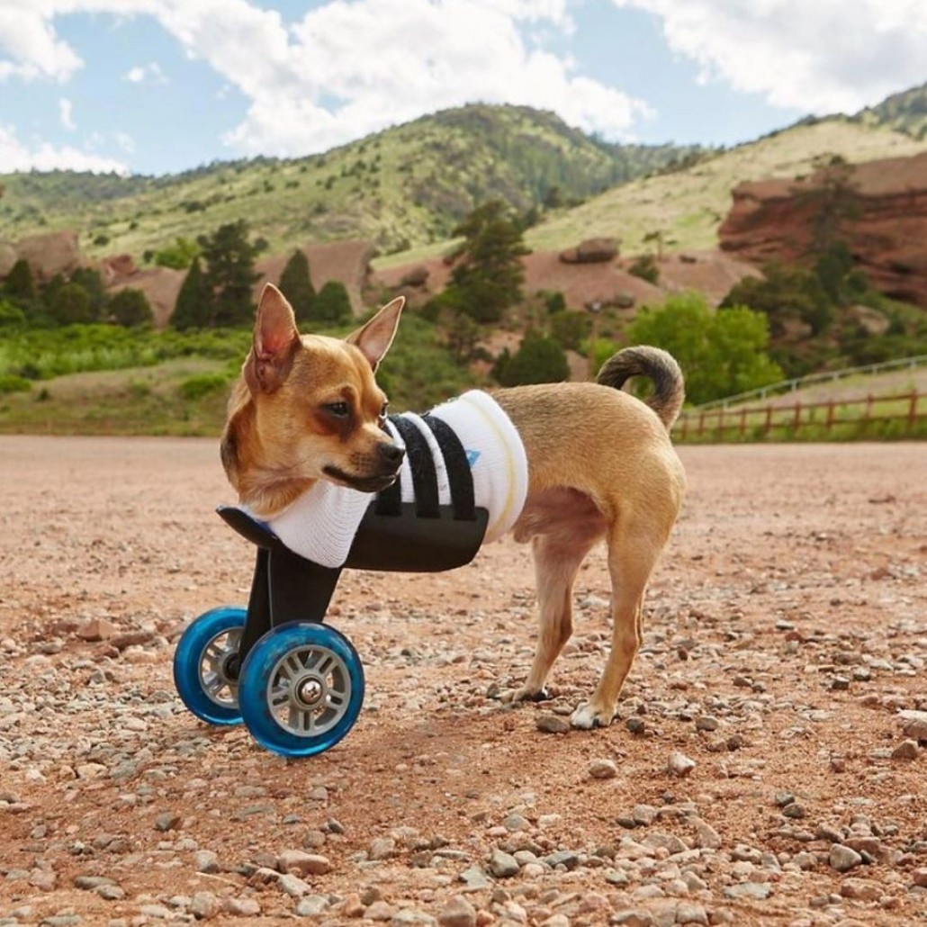 Chihuahua with a front leg prosthesis