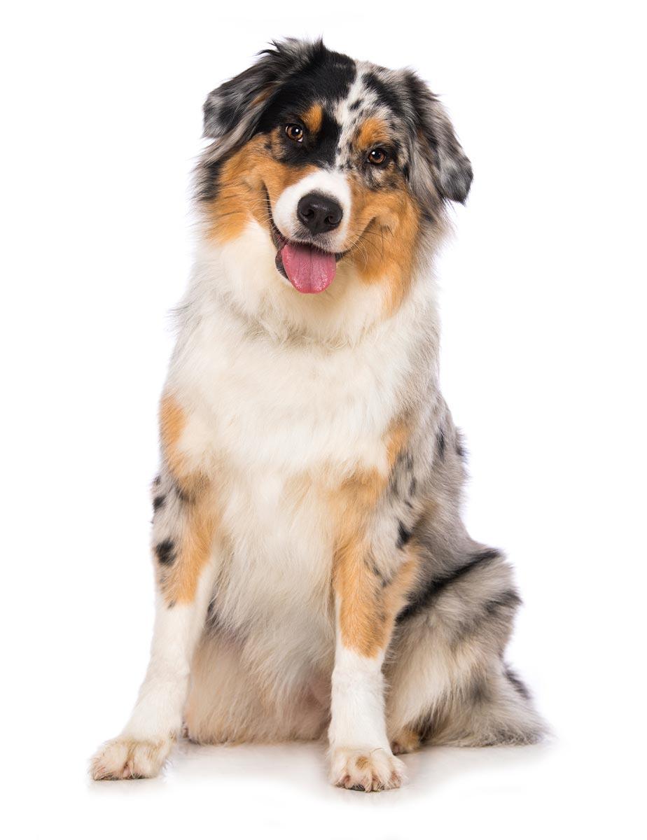 Female Dog - Australian shepherd