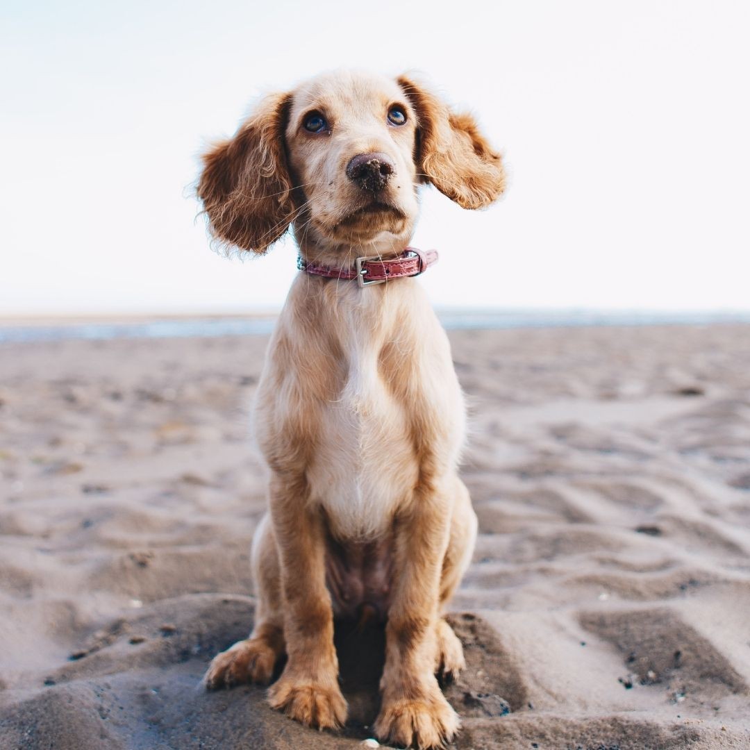 Puppy standing on a white sand