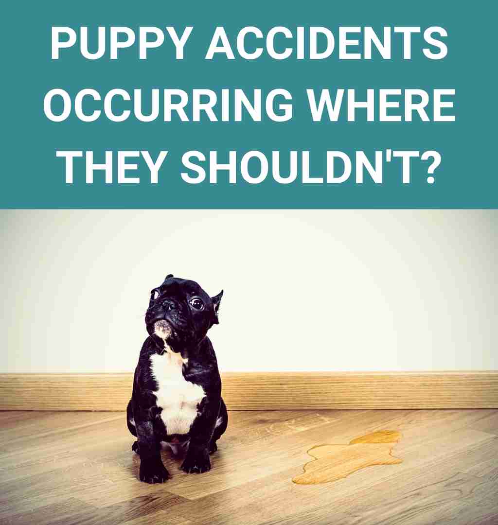 Puppy accidents occurring where they shouldn't?