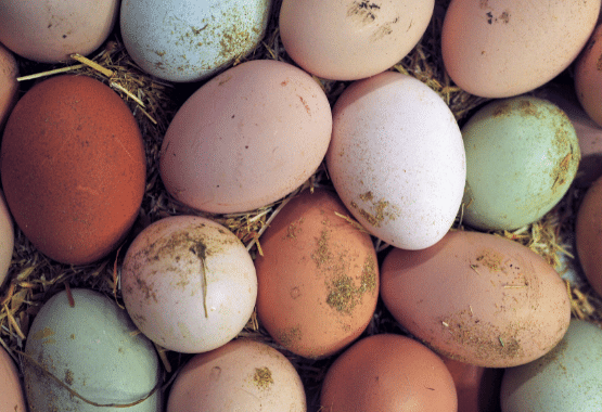 Increased egg production EM-1 probiotic healthier poultry