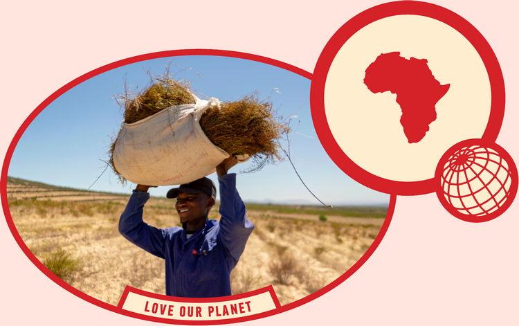 rooibos rocks harvesting love our planet