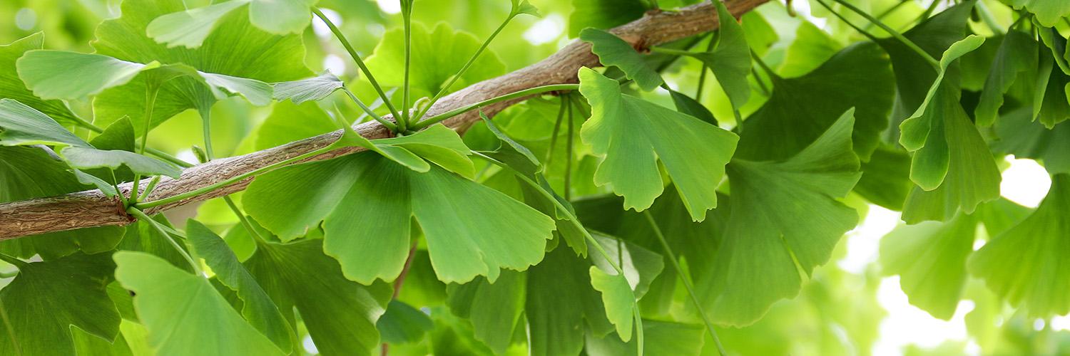 Image of a ginko biloba plant on a tree. Ginko biloba leaves are green, and have a ribbed fan-like appearance.