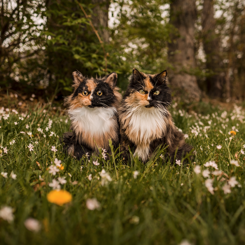 Himalayan Cat Plush Clone