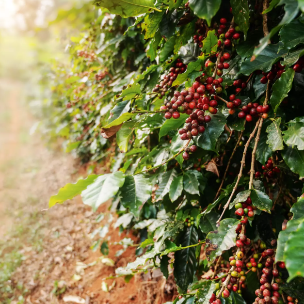 COFFEE PLANTS