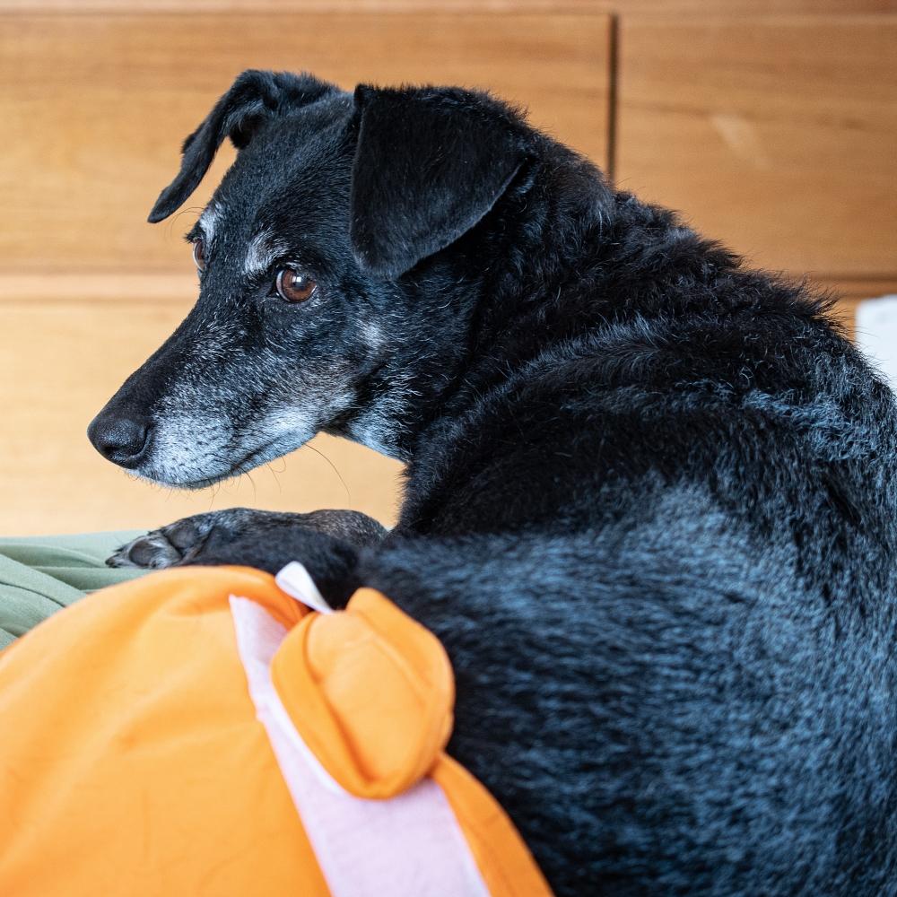 Older black dog with gray hair, lying comfortably on a bed wearing a diaper of orange cloth.