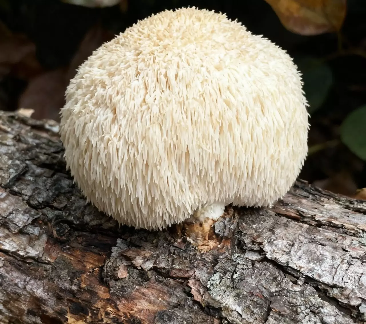 Mushroom growing lion's mane mushroom with distinctive white cascading spines resembling a pom-pom growing on decaying wood, showcasing unique edible gourmet mushroom varieties for home cultivation