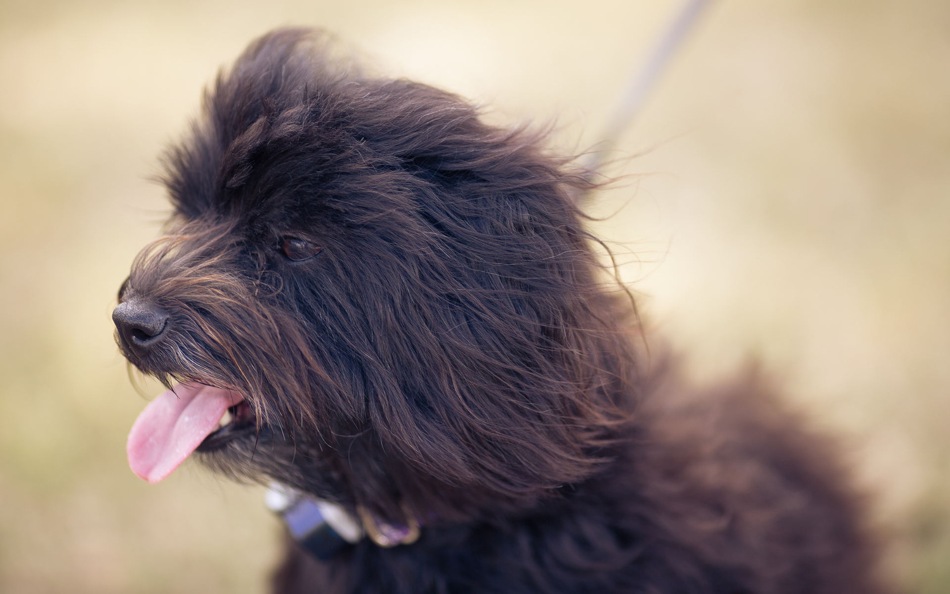 Havanese Puppy sideview