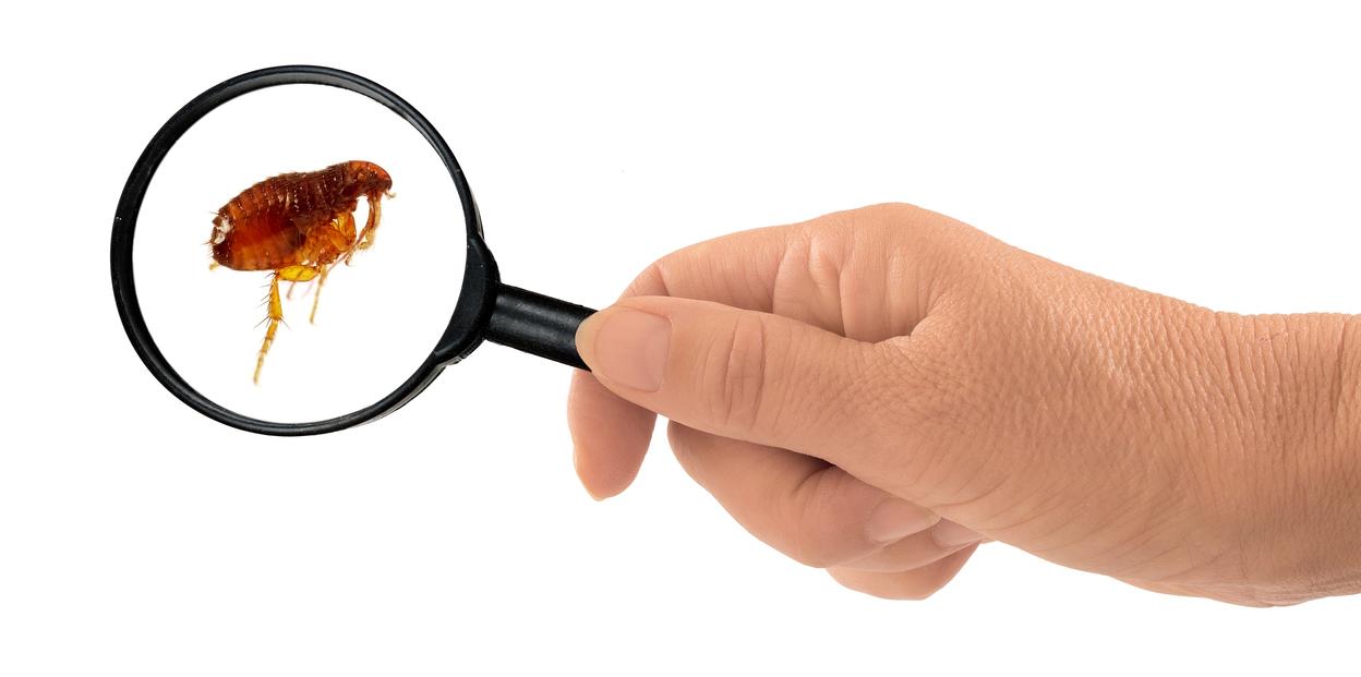 Flea Season How Fleas Grow and Spread Guardian’s Choice Pet