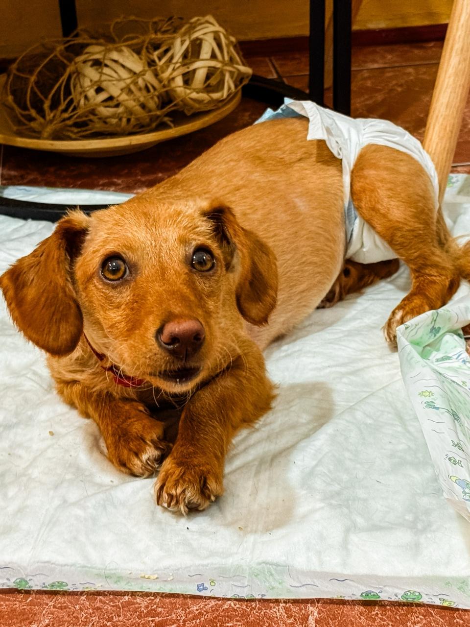 Dog wearing diaper sitting on tiled floor indoors.