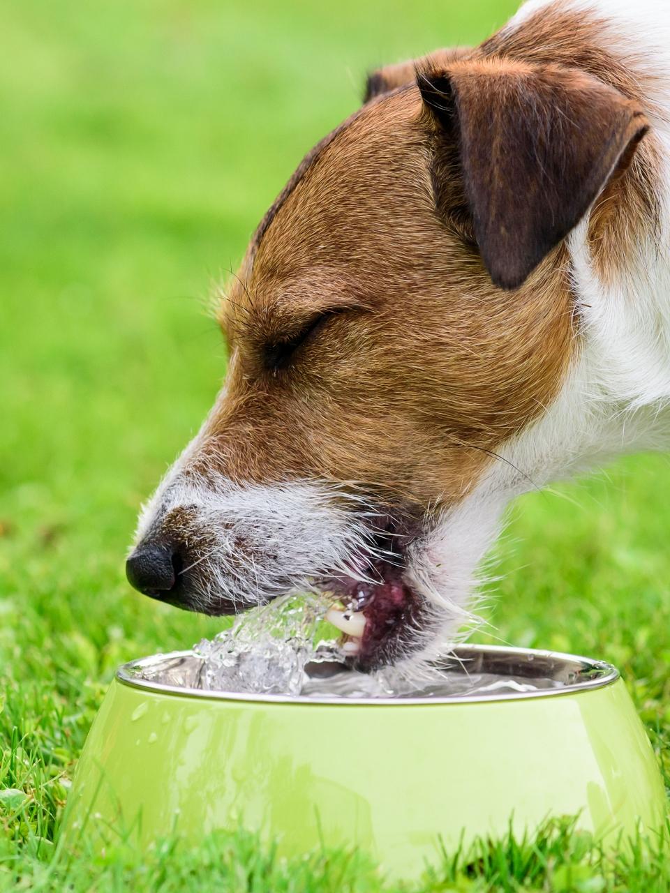 Dog lapping cold water drinks from doggy bowl at hot summer day