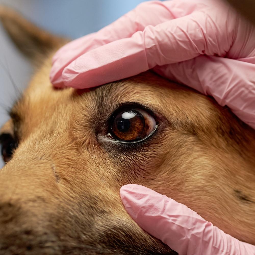 A veterinarian checks eye of a dog