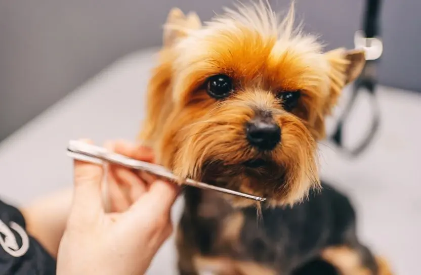 A person gently grooms a dog,